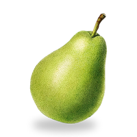 Pear